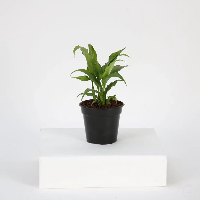 Peace lily